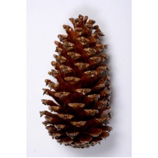 LOBLOLLY PINE CONE 3"-4" POLISHED- OUT OF STOCK